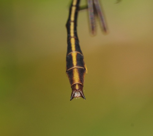 male
2010_04_18_Brantley